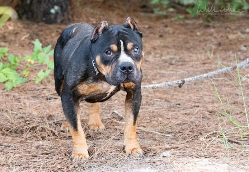 Tyson thumbnail 4
