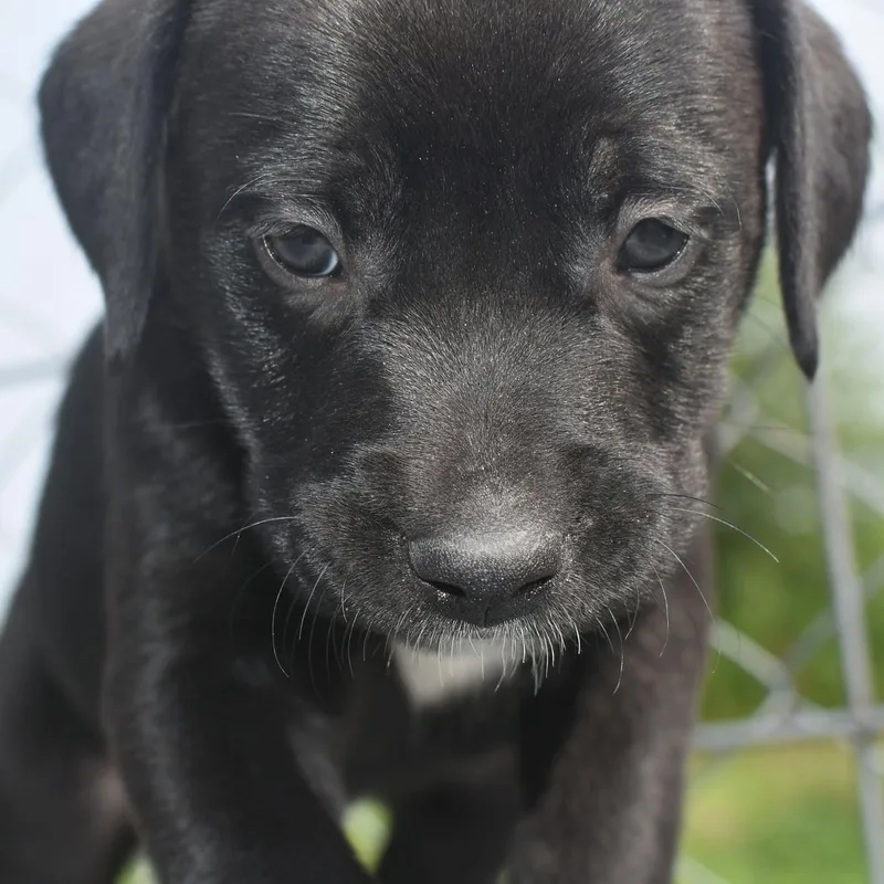 A baby medium-sized male Boxer dog named Prince for adoption in Monon, IN