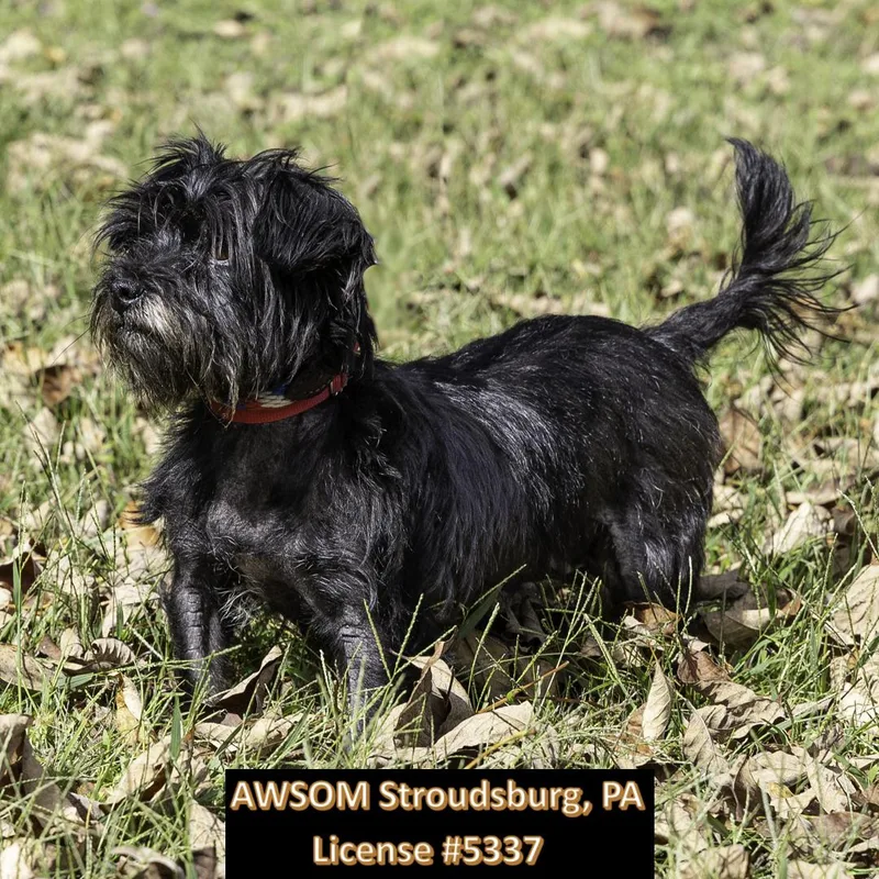 An adult small-sized female Black Shih Tzu dog named Kona for adoption in Stroudsburg, PA