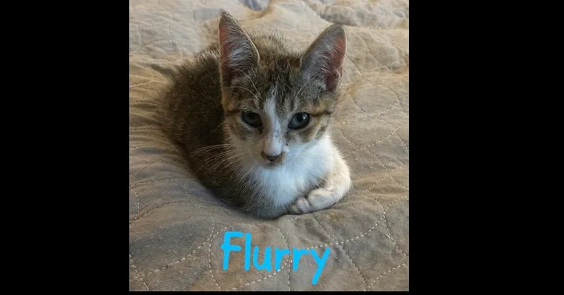 Flurry thumbnail 2