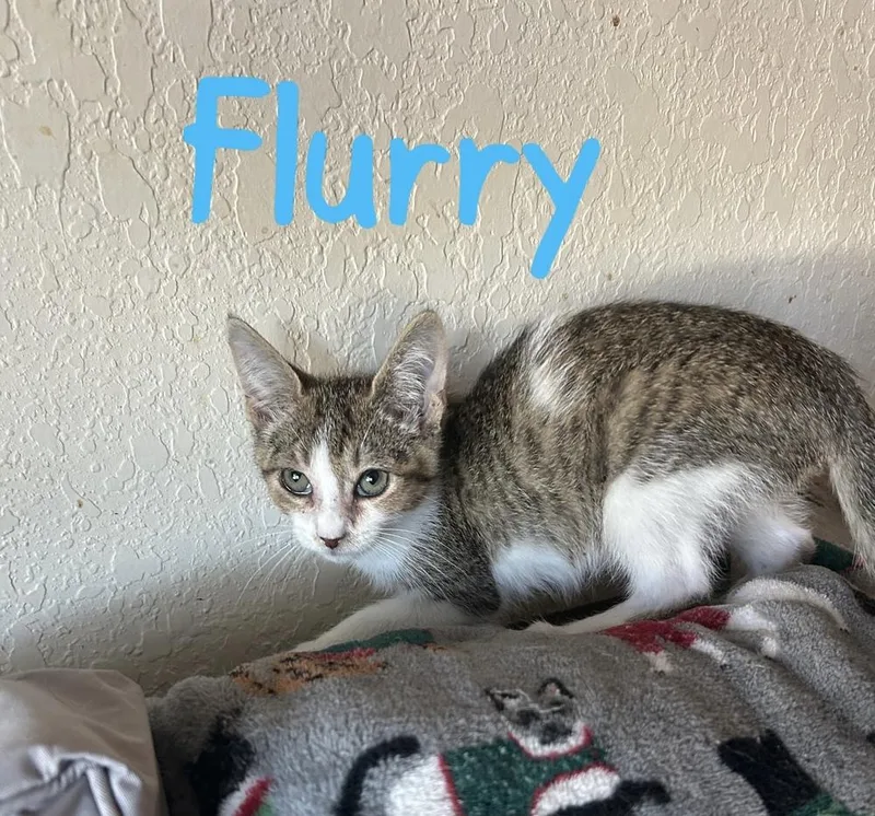 Flurry thumbnail 3