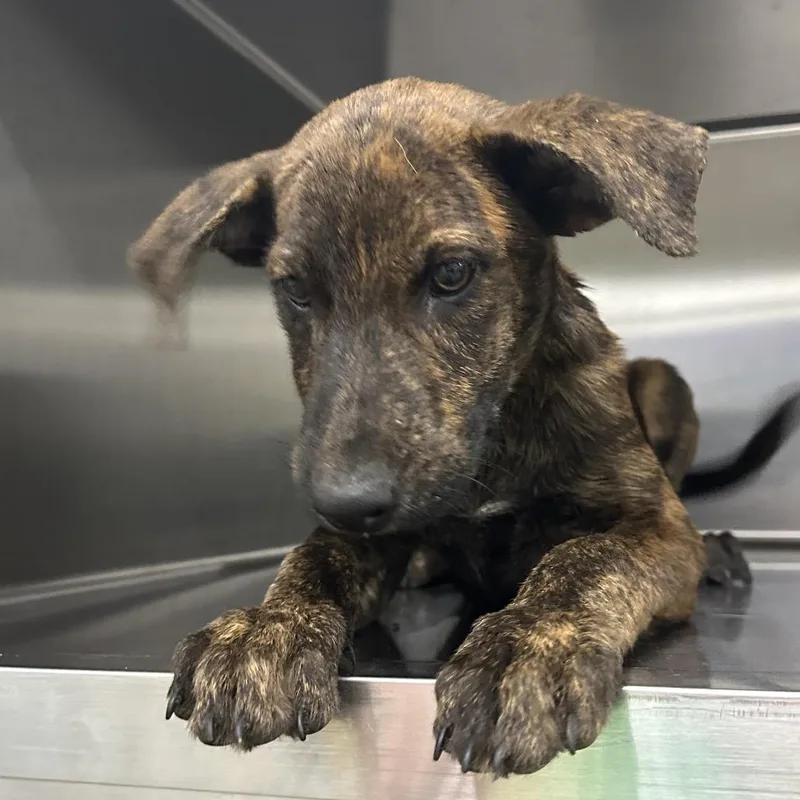 A baby small-sized male Mixed Breed dog named Tailz for adoption in Corbin, KY