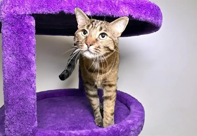 A young medium-sized female Domestic Short Hair cat named Luna for adoption in Fort Lauderdale, FL