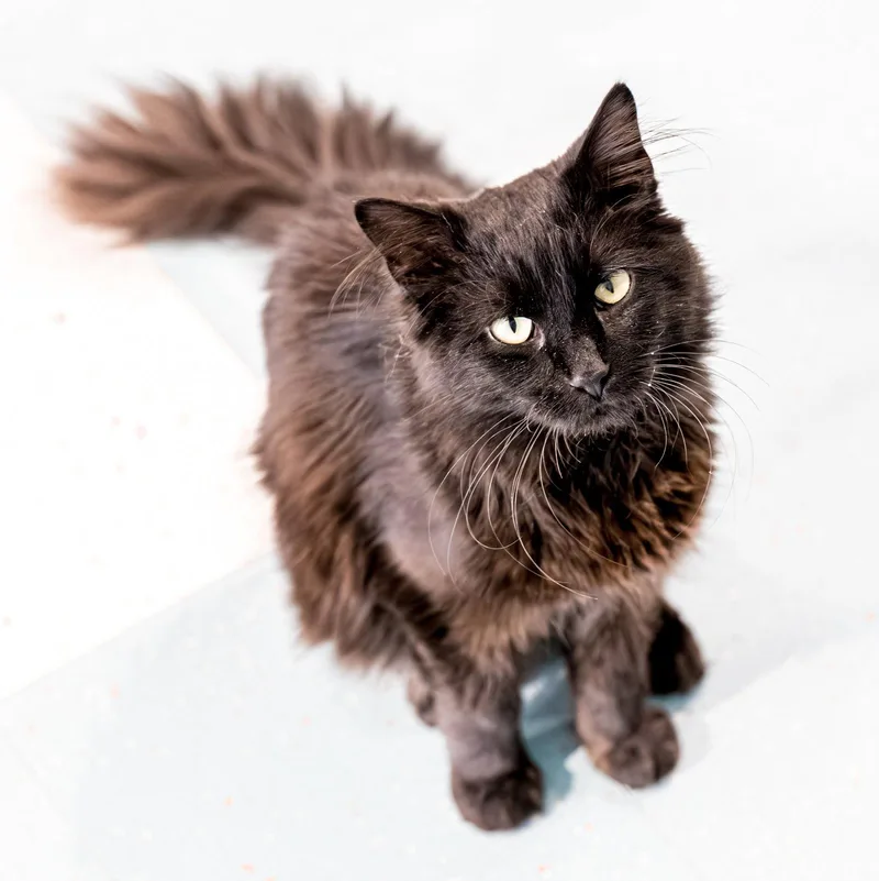 A young medium-sized male Black Domestic Long Hair cat named Hutch Kbc for adoption in Dublin, OH