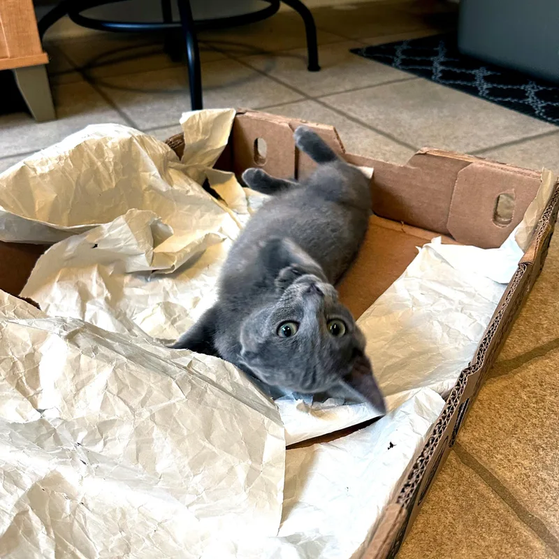 A baby medium-sized female Gray / Blue / Silver Domestic Short Hair cat named Nandina for adoption in Apex, NC