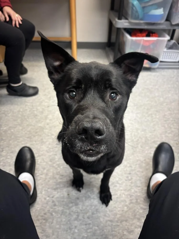 An adult medium-sized male Tricolor (Brown, Black, & White) Mixed Breed dog named Maddox for adoption in Clinton Township, MI