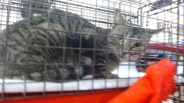 An adult small-sized female Domestic Short Hair cat named Jhoanna for adoption in Miami, FL
