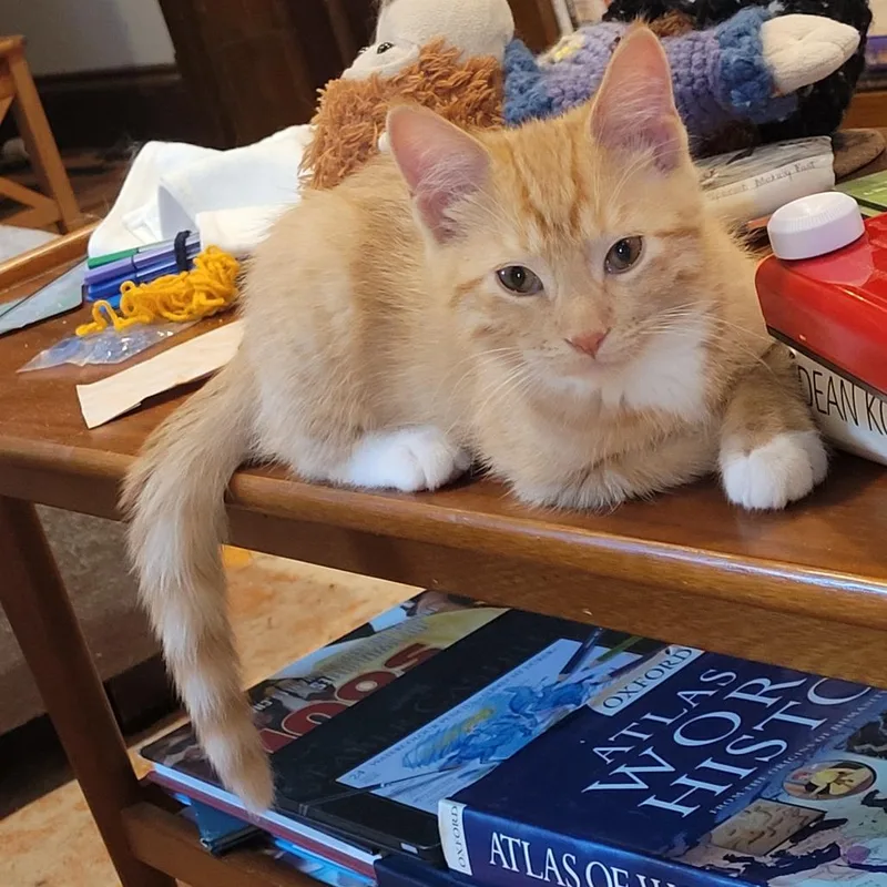 A baby small-sized male Orange / Red Domestic Short Hair cat named Doc Marten for adoption in St. Paul, MN