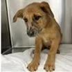 A baby medium-sized male Brown / Chocolate Hound dog named Pikachu for adoption in Clearwater, FL