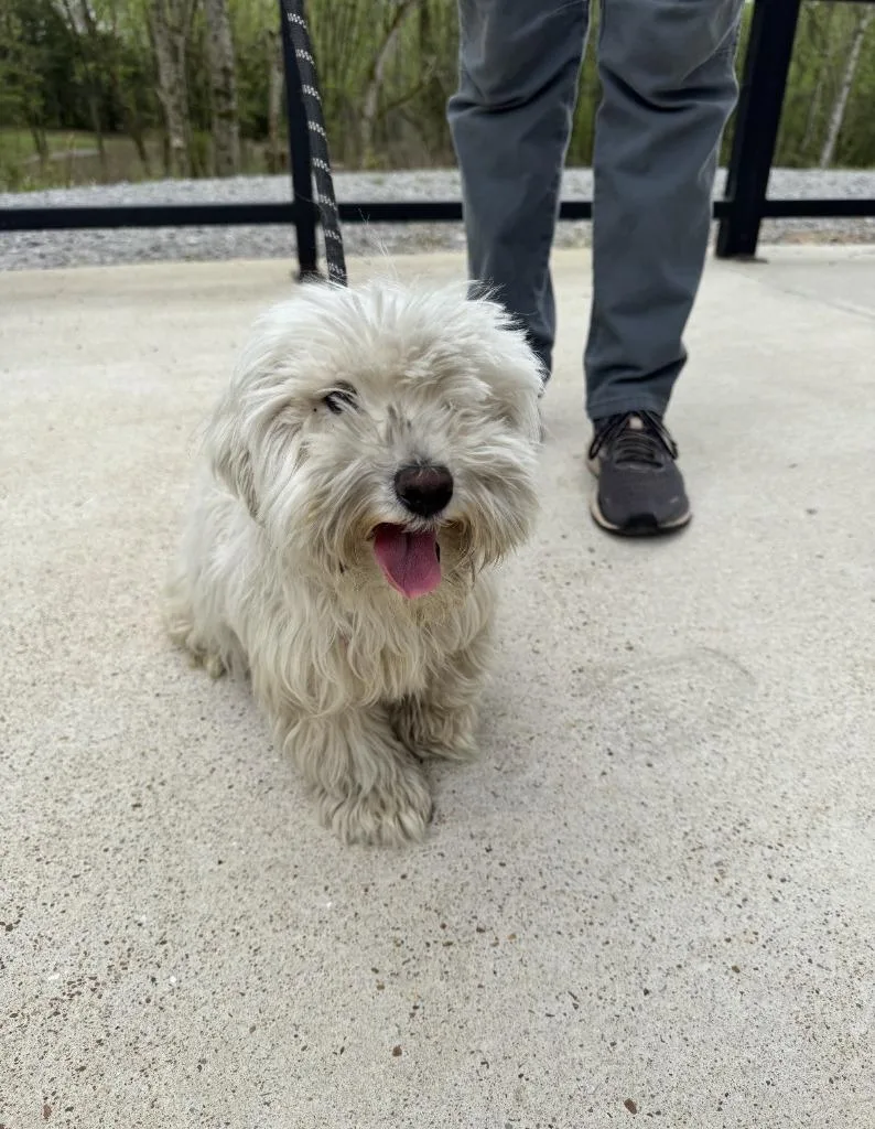 A young small-sized male Mixed Breed dog named Archie for adoption in Lawrenceburg, TN