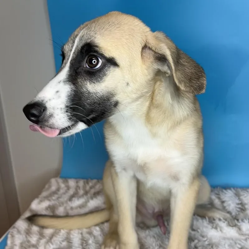 A baby medium-sized male White / Cream Anatolian Shepherd dog named Rico for adoption in San Antonio, TX