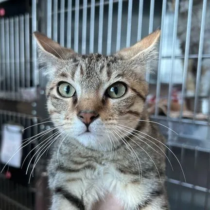 A baby small-sized male Brown / Chocolate Domestic Short Hair cat named Sam for adoption in Matteson, IL