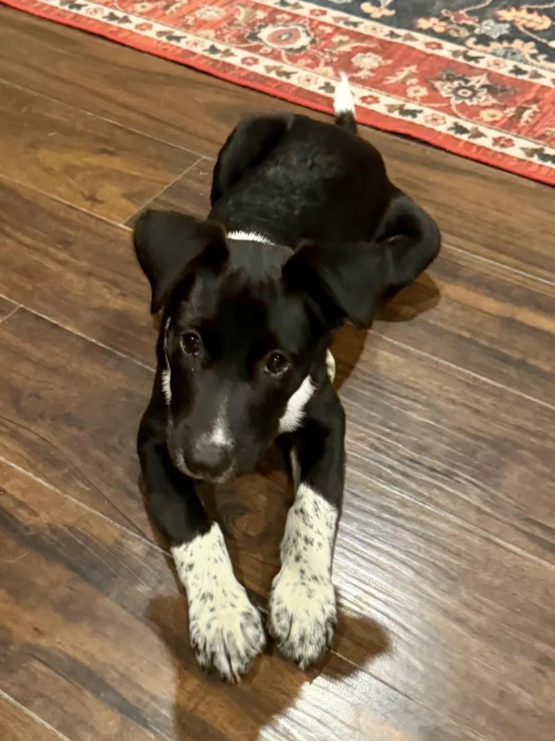 A baby small-sized male Border Collie dog named Pablo for adoption in Houston, TX