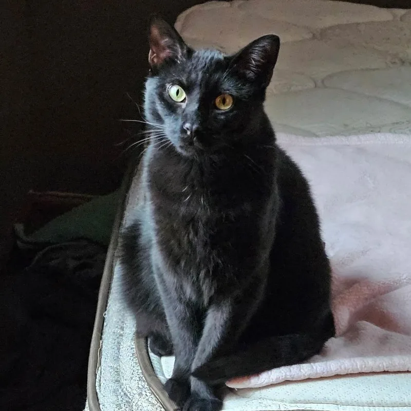 A young medium-sized male Black Domestic Short Hair cat named Flow for adoption in Sauk City, WI