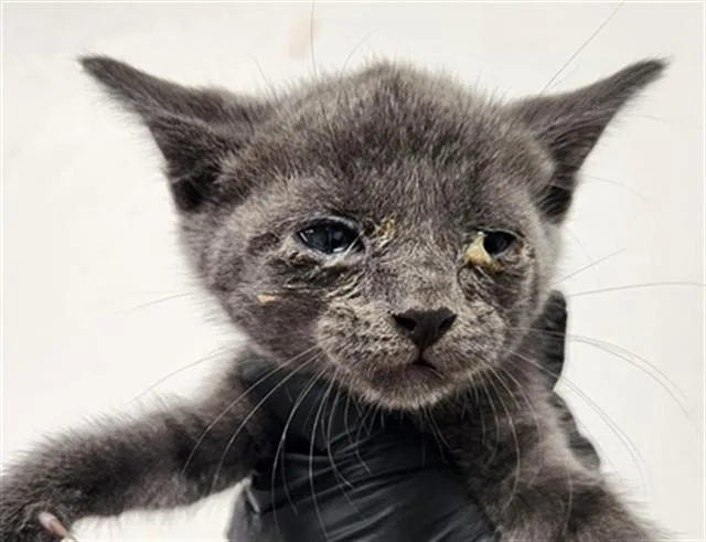 A baby small-sized male Domestic Short Hair cat named Ozzy for adoption in Fort Lauderdale, FL