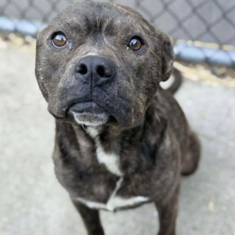 An adult medium-sized male Brindle Pit Bull Terrier dog named Falafel for adoption in Naperville, IL