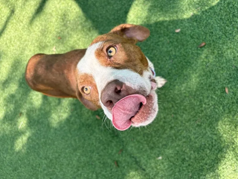 An adult medium-sized female Tricolor (Brown, Black, & White) American Bulldog dog named Norma for adoption in Lakeland, FL