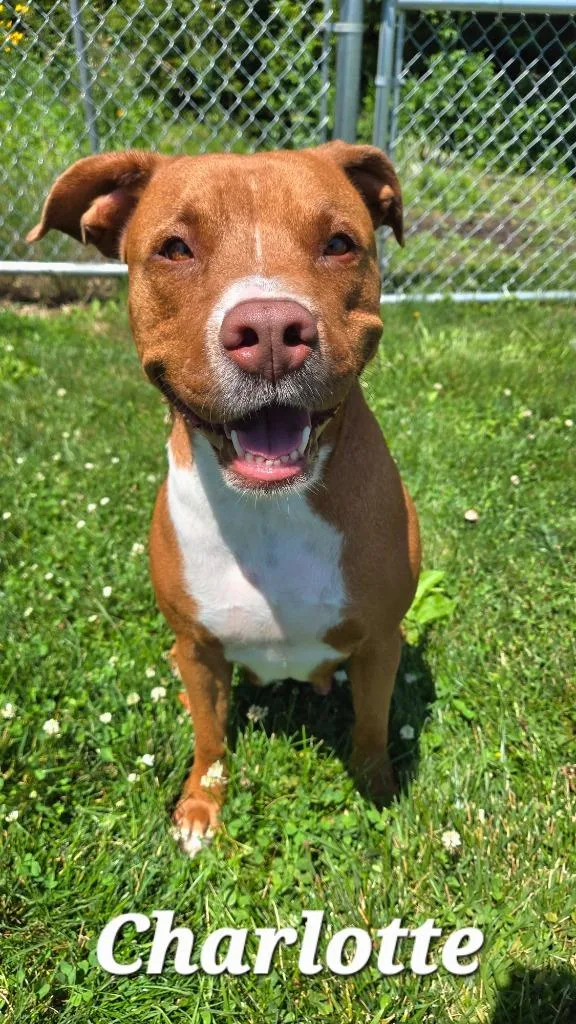 A young large-sized female Pit Bull Terrier dog named Charlotte Yrly for adoption in Sidney, OH