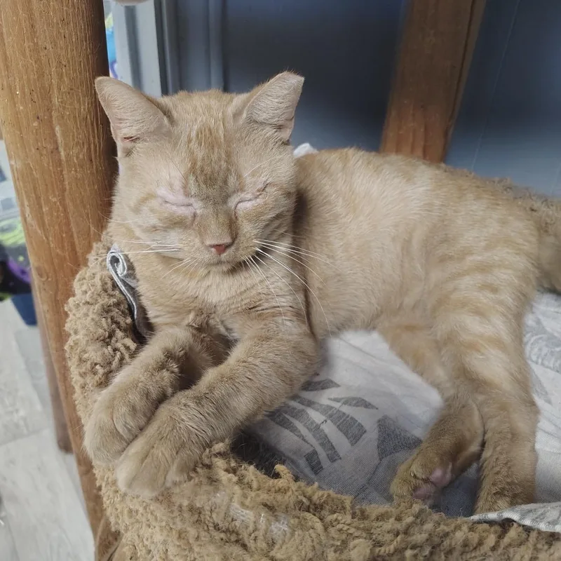 An adult medium-sized male Tabby (Orange / Red) Tabby cat named Marshall for adoption in Porter, TX