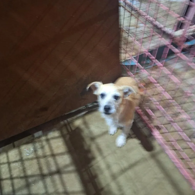 A young small-sized female Terrier dog named Irene for adoption in Madill, OK