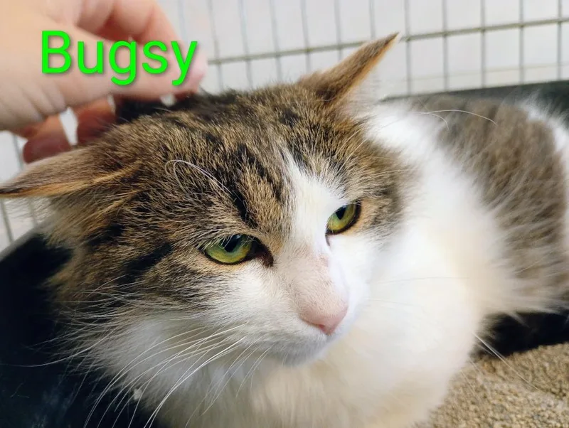 Bugsy