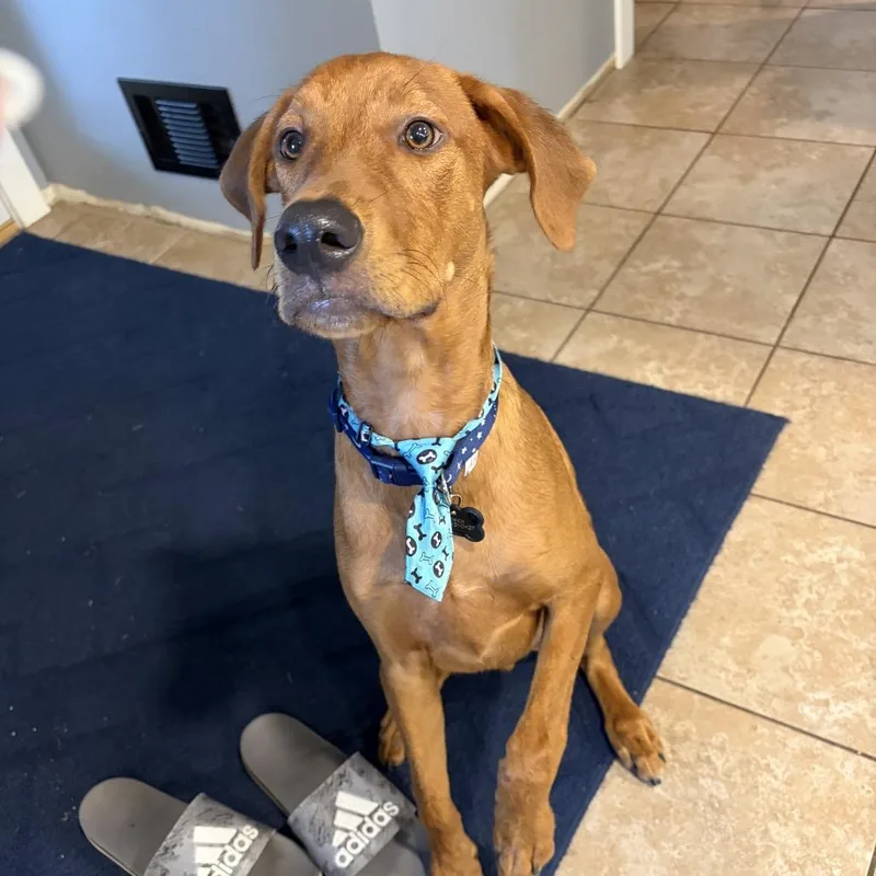 A young large-sized male Doberman Pinscher dog named Lennox for adoption in Ferndale, MI