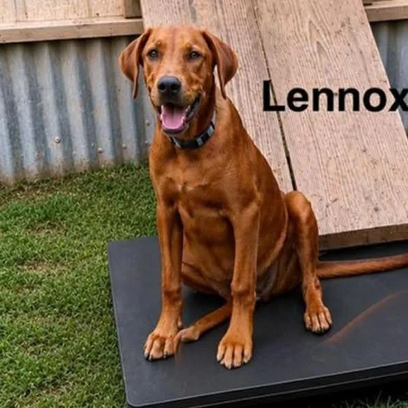 Lennox thumbnail 4