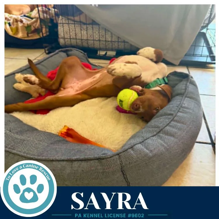 A baby medium-sized female Labrador Retriever dog named Sayra for adoption in Kimberton, PA