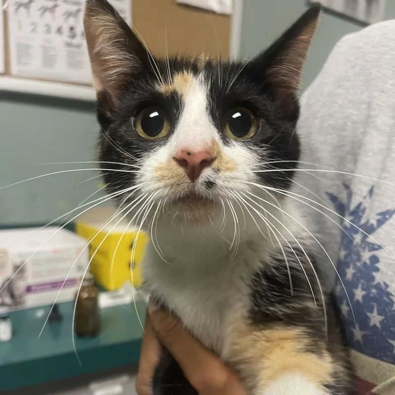 An adult medium-sized female Calico Domestic Short Hair cat named Beatrice for adoption in Shawnee, KS