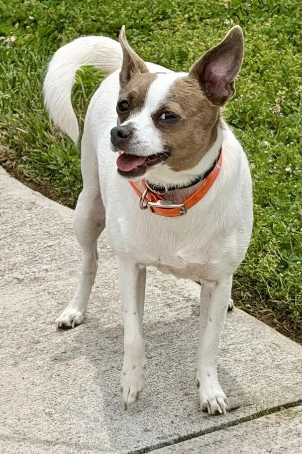 A senior small-sized female Tricolor (Brown, Black, & White) Chihuahua dog named Sally for adoption in Maryville, TN