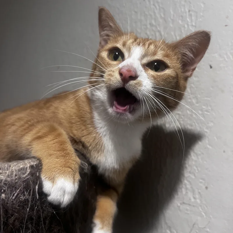 An adult small-sized female American Shorthair cat named Bongo for adoption in Pembroke Pines, FL