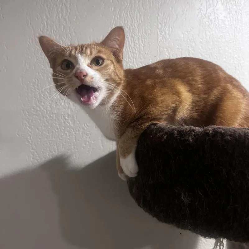 Bongo thumbnail 2