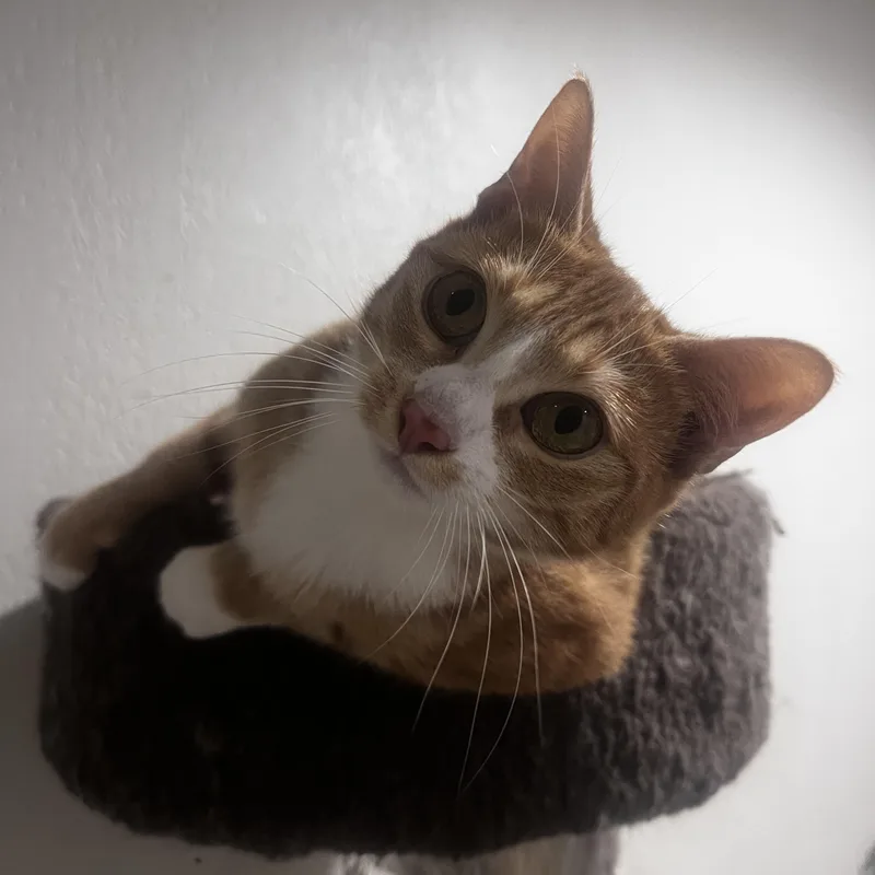 Bongo thumbnail 4
