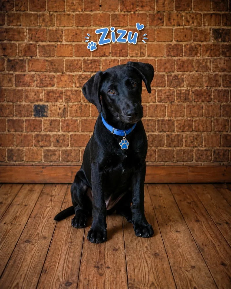 A young large-sized male Labrador Retriever dog named Zizu for adoption in Toms River, NJ