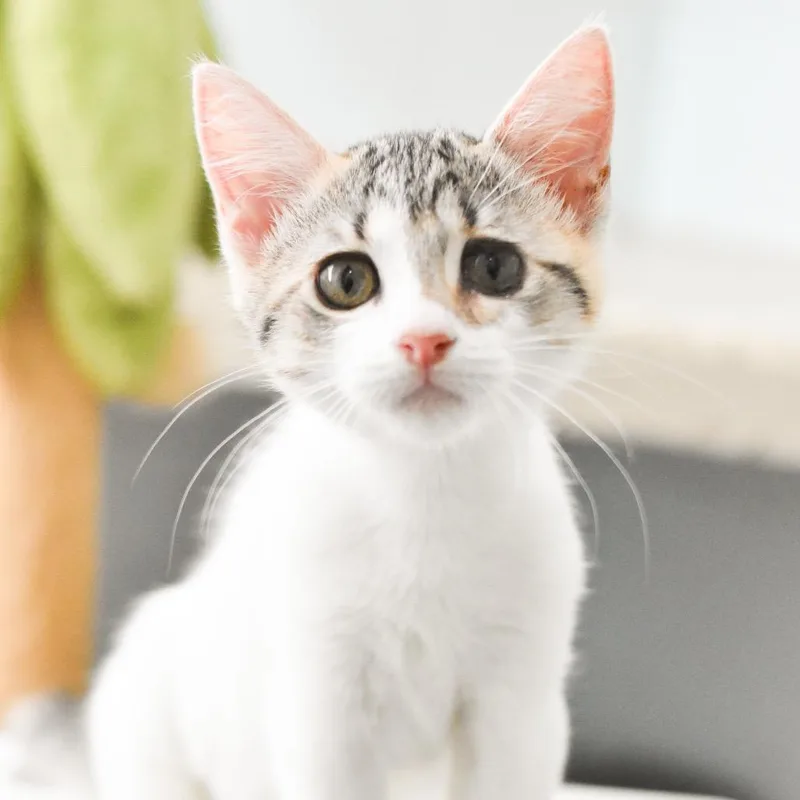 A baby small-sized female White Domestic Short Hair cat named Mittens for adoption in Kailua Kona, HI