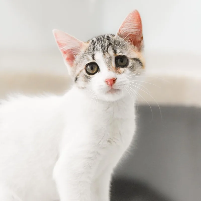 Mittens thumbnail 2