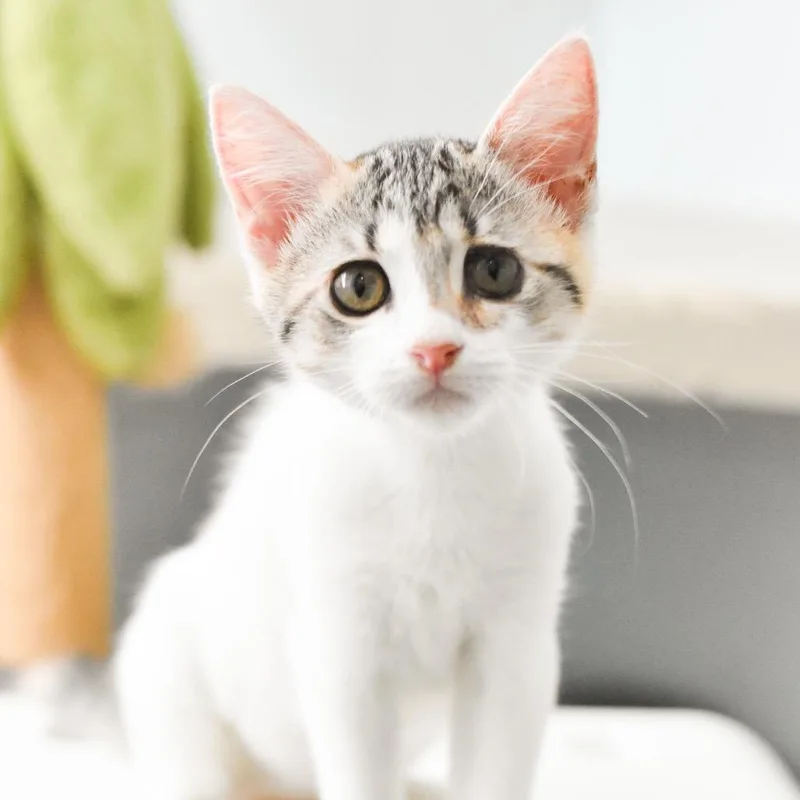Mittens thumbnail 3