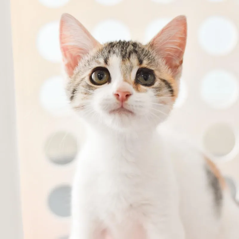 Mittens thumbnail 4