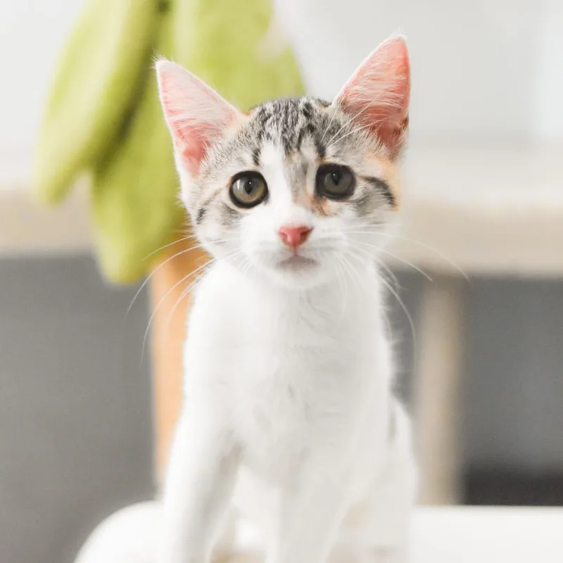 Mittens thumbnail 5