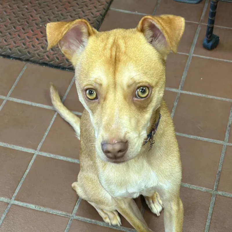 A young small-sized male Chihuahua dog named Coco for adoption in Lake Hopatcong, NJ