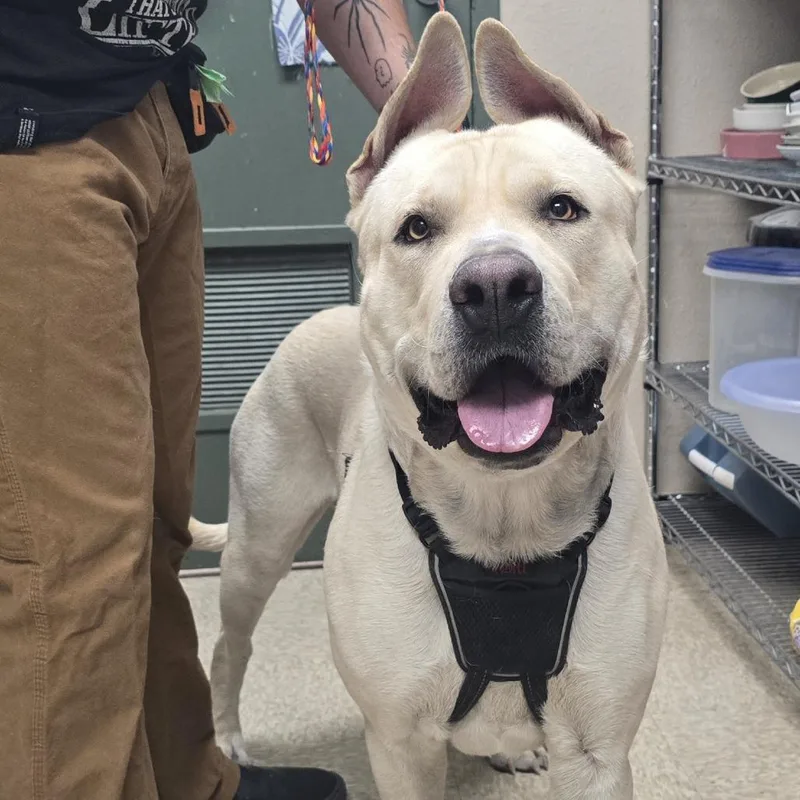 An adult small-sized male White / Cream Cane Corso dog named Zeke for adoption in Bullhead City, AZ