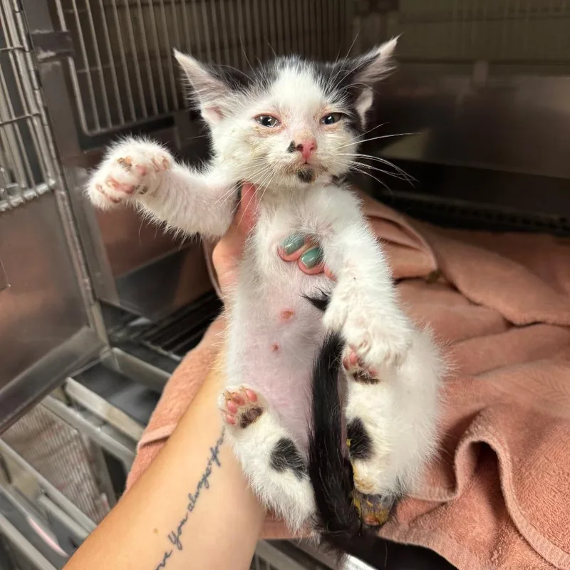 A baby small-sized male White Domestic Short Hair cat named Isaac for adoption in Bristol, IN