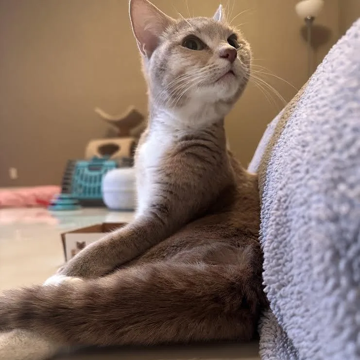 An adult medium-sized female Domestic Short Hair cat named Coquetta Kaplan for adoption in Morrison, CO