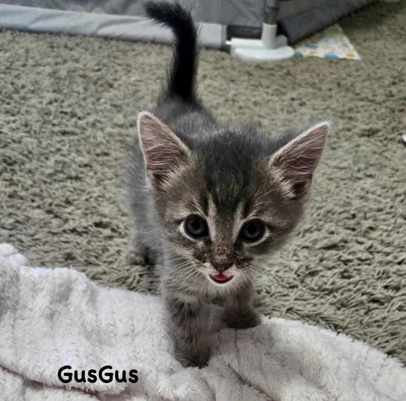 A baby small-sized male Gray & White Domestic Short Hair cat named Gusgus for adoption in Telford, PA