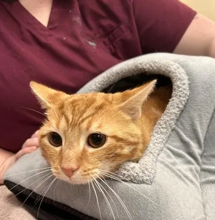 An adult medium-sized male Domestic Short Hair cat named Bolero for adoption in Fishers, IN