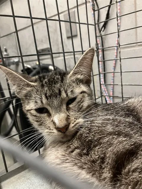 A young large-sized female Domestic Short Hair cat named Lil Bit for adoption in Dallas, TX