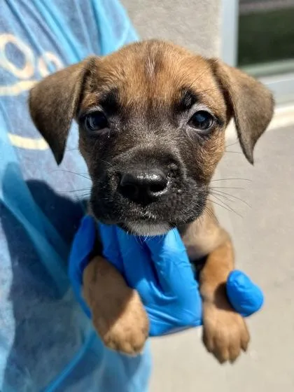 A baby large-sized female Brown / Chocolate Mixed Breed dog named Golden Oreo for adoption in Wichita, KS
