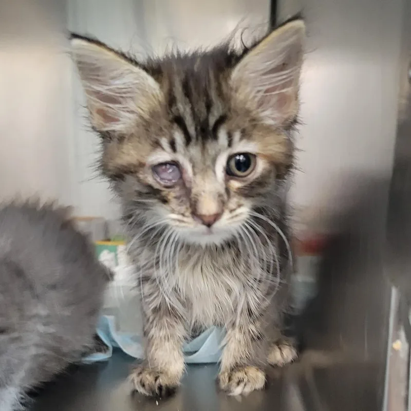 A baby small-sized female Brown / Chocolate Domestic Short Hair cat named Ditsy for adoption in Westminster, CA