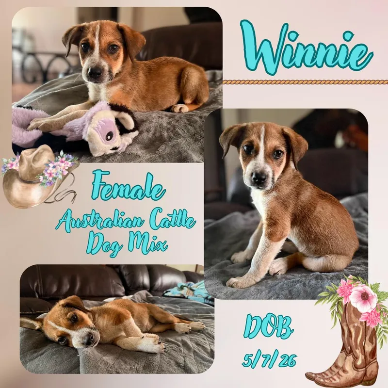 A baby medium-sized female Tricolor (Brown, Black, & White) Australian Cattle Dog / Blue Heeler dog named Winnie for adoption in Caldwell, TX