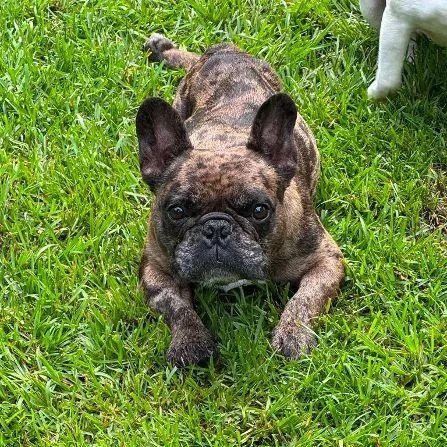 Louie